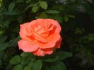 Bright Salmon Rose (2017, July 24)