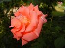 Bright Salmon Rose (2017, Aug.09)