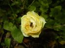 Yellow Miniature Rose (2017, June 28)
