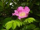 Rosa rugosa (2017, July 04)