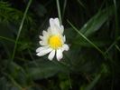 Bellis perennis (2017, May 04)