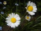 Bellis perennis (2017, May 11)