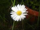 Bellis perennis (2017, May 13)