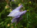 Aquilegia Blue (2017, April 28)