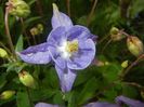 Aquilegia Blue (2017, April 28)