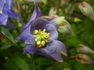 Aquilegia Blue (2017, April 29)