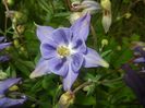 Aquilegia Blue (2017, April 29)