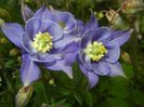 Aquilegia Blue (2017, April 29)