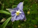 Aquilegia Blue (2017, April 29)