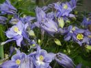 Aquilegia Blue (2017, May 03)