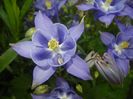 Aquilegia Blue (2017, May 03)