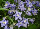 Aquilegia Blue (2017, May 03)