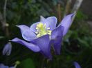 Aquilegia Blue (2017, May 03)