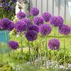 purple_sensation_allium