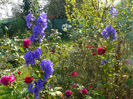 Aconitum napelus si The Dark Lady