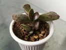 Adromischus cooperi