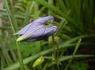 Aquilegia Blue (2017, May 04)