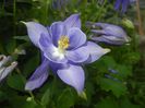 Aquilegia Blue (2017, May 04)