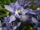 Aquilegia Blue (2017, May 04)