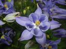 Aquilegia Blue (2017, May 04)