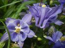 Aquilegia Blue (2017, May 04)