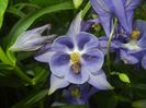 Aquilegia Blue (2017, May 04)