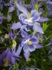 Aquilegia Blue (2017, May 11)