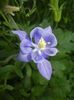 Aquilegia Blue (2017, May 24)