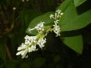 Ligustrum vulgare (2017, June 15)