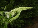 Buddleja davidii White (2017, Jul.04)