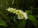 Buddleja davidii White (2017, Jul.06)
