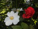 Dog Rose & Blaze Superior (2017, May 21)