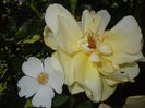 Dog Rose & Golden Showers (17, May 24)