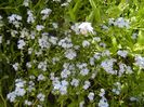 Myosotis alpestris (2017, May 02)