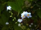 Myosotis alpestris (2017, May 11)