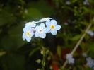 Myosotis alpestris (2017, May 11)