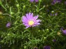 Blue Aster (2017, September 20)