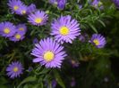 Blue Aster (2017, September 20)