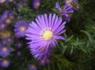 Blue Aster (2017, October 15)