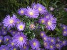 Blue Aster (2017, October 15)