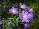 Blue Aster (2017, October 15)