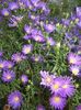 Blue Aster (2017, October 17)