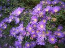 Blue Aster (2017, October 17)