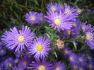 Blue Aster (2017, October 17)