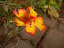 Portulaca grandiflora (2017, Oct.13)