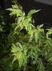 Acer palmatum Butterfly (2017, Aug.09)