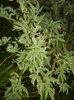 Acer palmatum Butterfly (2017, Sep.05)
