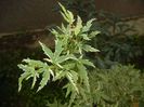 Acer palmatum Butterfly (2017, Sep.05)