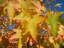 Liquidambar styraciflua (2017, Oct.10)