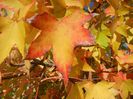 Liquidambar styraciflua (2017, Oct.10)